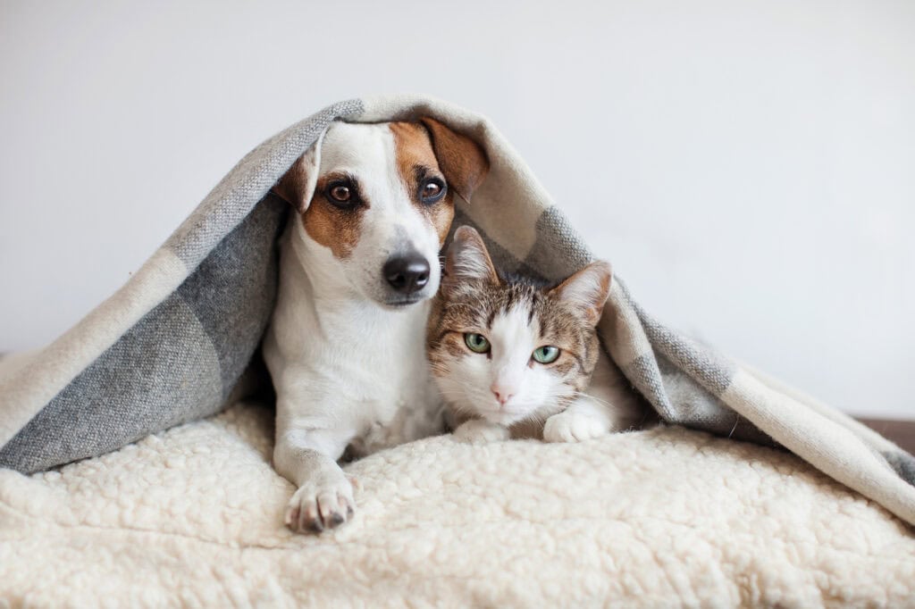 cat and dog under a blanket