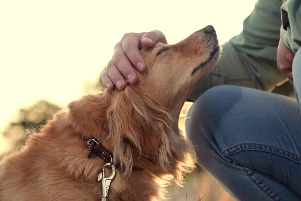 dog being stroked